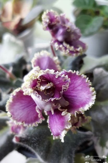  - Spring Dancer Sport