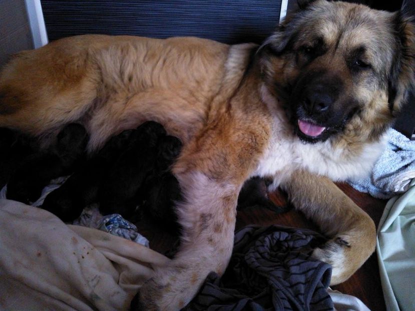 IMG-20140404-WA0006 - Pui de ciobanesc caucazian