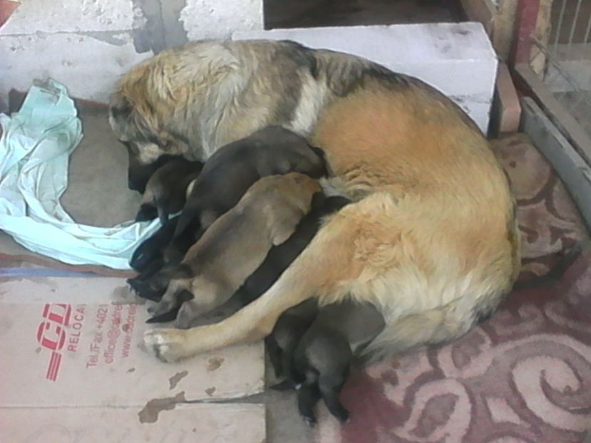  - Pui de ciobanesc caucazian