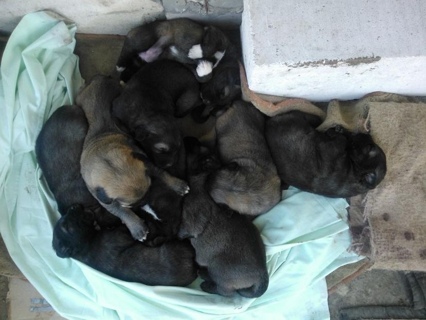 IMG-20140419-WA0000 - Pui de ciobanesc caucazian