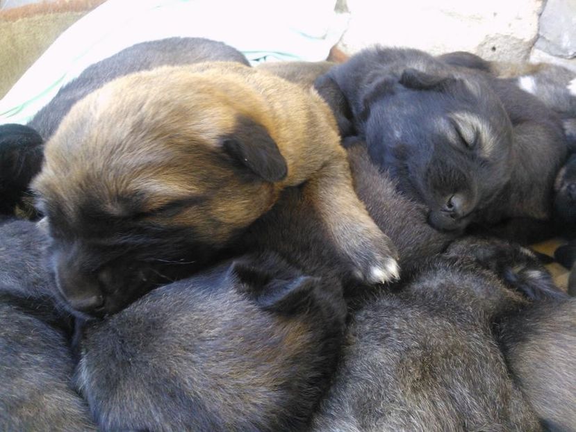 IMG-20140419-WA0001 - Pui de ciobanesc caucazian