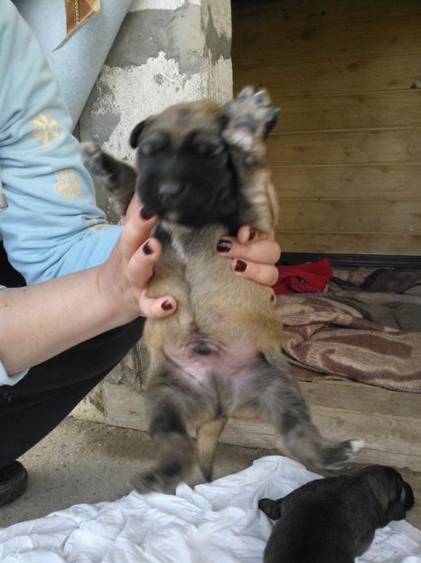 IMG-20140412-WA0015 - Pui de ciobanesc caucazian