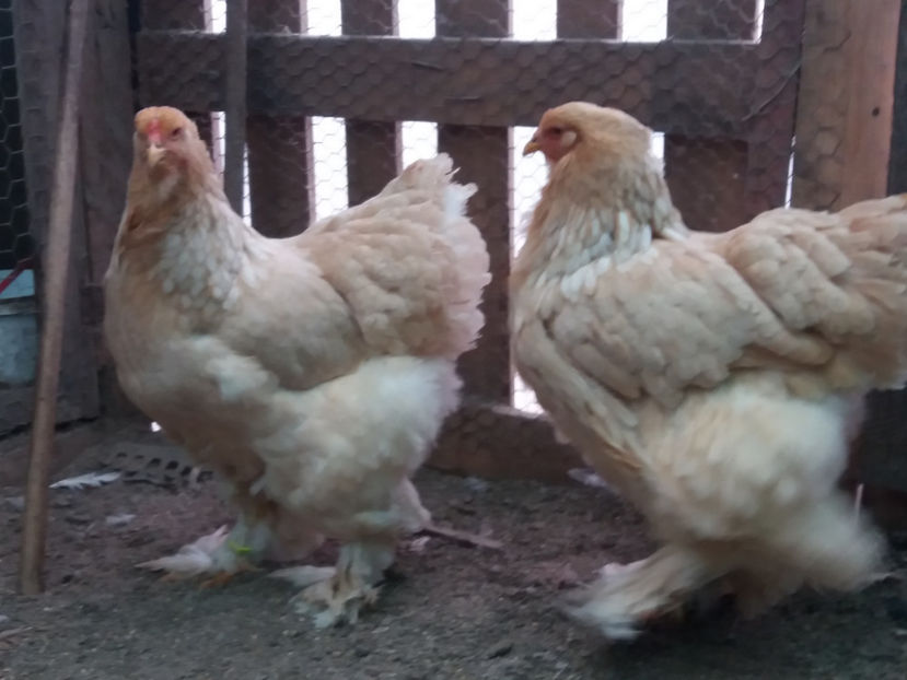 21.01.2018 017 - 02  brahma lemon