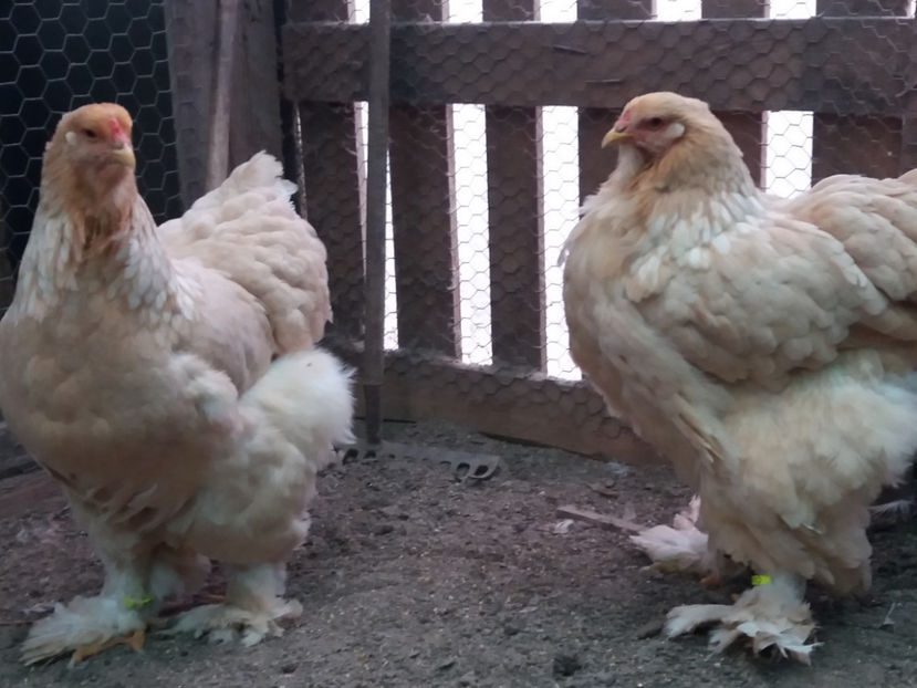 21.01.2018 020 - 02  brahma lemon