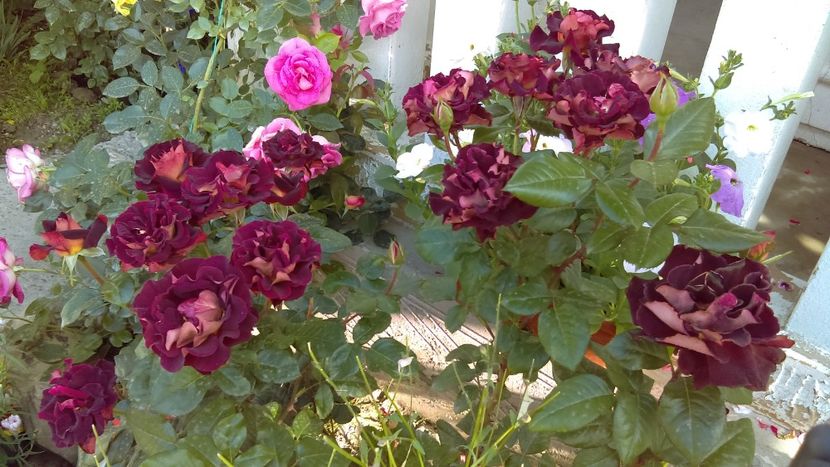  - eddy mitchell meilland