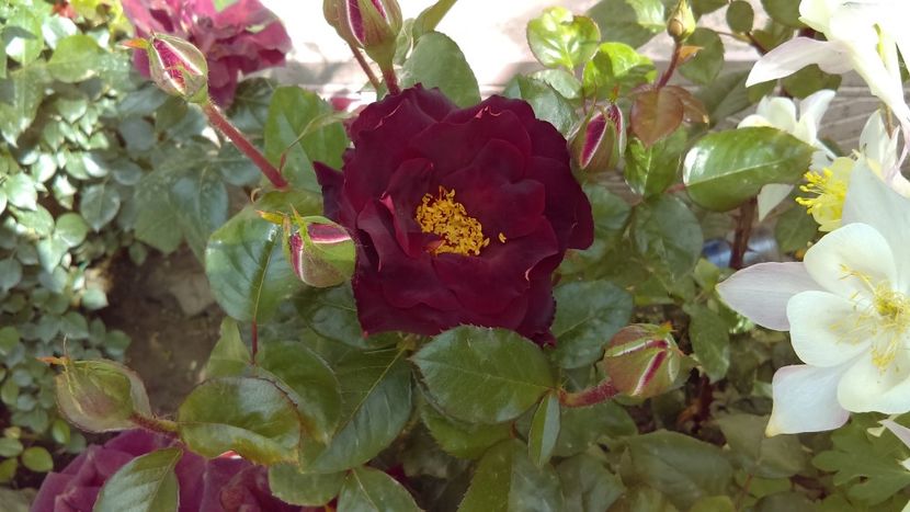  - eddy mitchell meilland