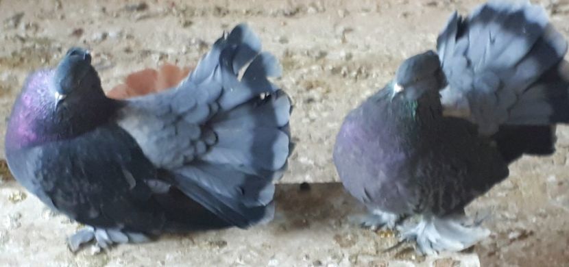 Pereche 2017 - Voltati indieni - Vanduti sau donati