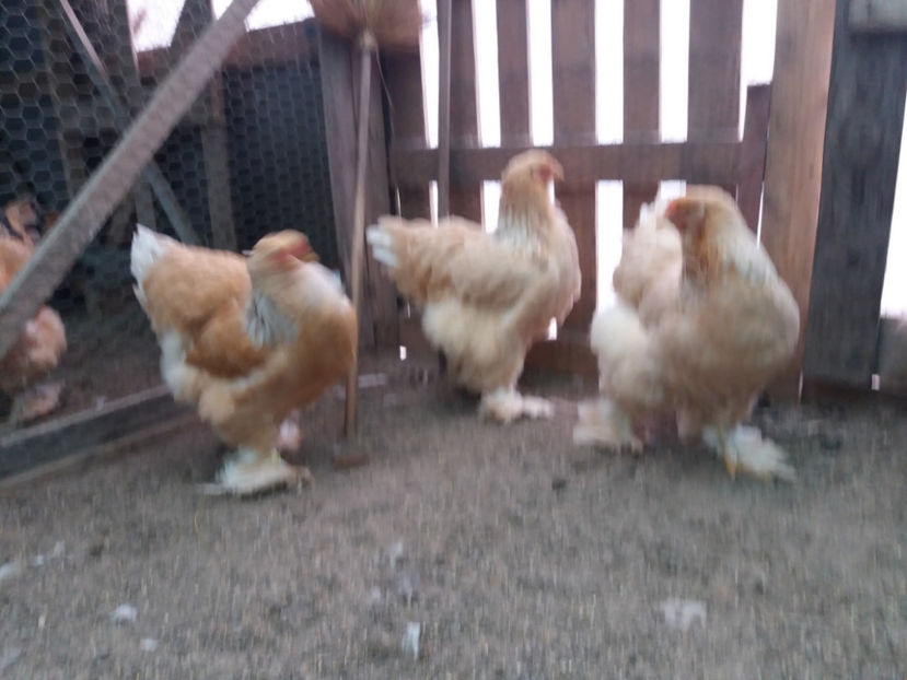 21.01.2018 026 - 02  brahma lemon