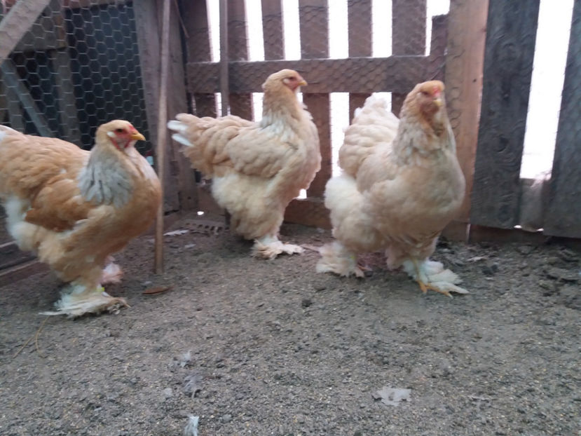 21.01.2018 027 - 02  brahma lemon