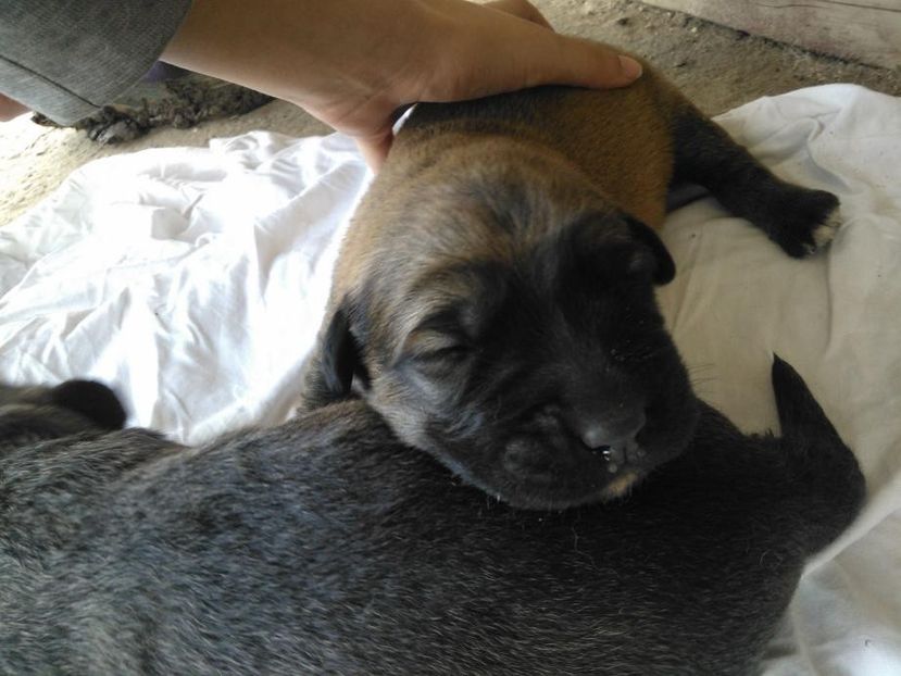 IMG-20140412-WA0019 - Pui de ciobanesc caucazian