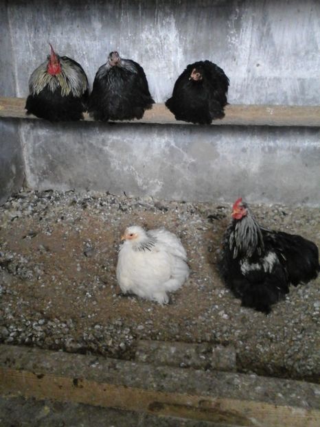  - Gainusi cochinchina