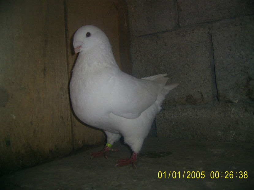 din m. balt. pe rosu si f. balt. pe galben - masculi matca - 2018