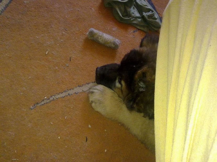 Azim 3luni - Ciobanesc caucazian