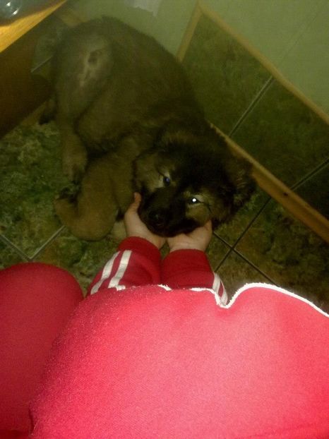 Azim - Ciobanesc caucazian