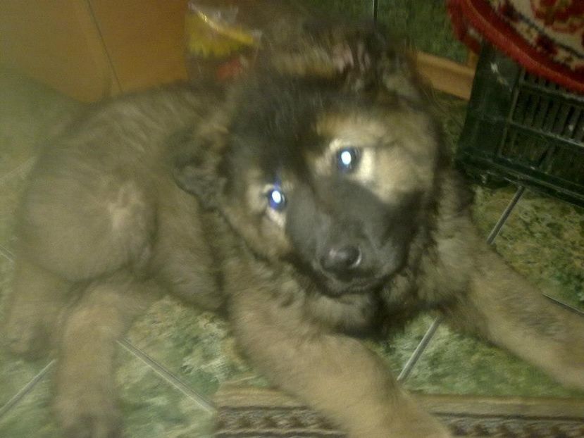 Azim 4luni - Ciobanesc caucazian