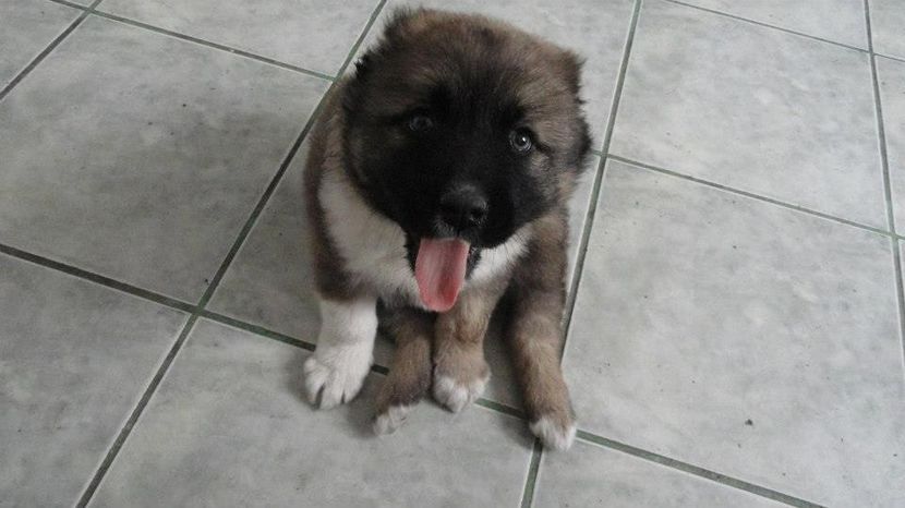 Rada , dragostea mea - Ciobanesc caucazian