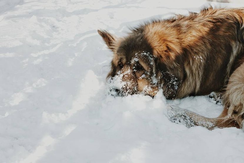  - Ciobanesc caucazian