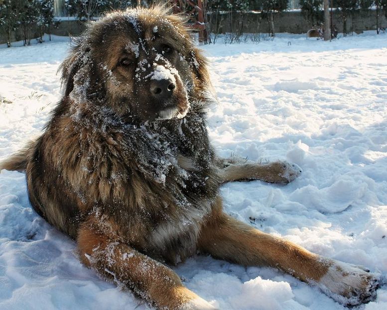 Beea - Ciobanesc caucazian