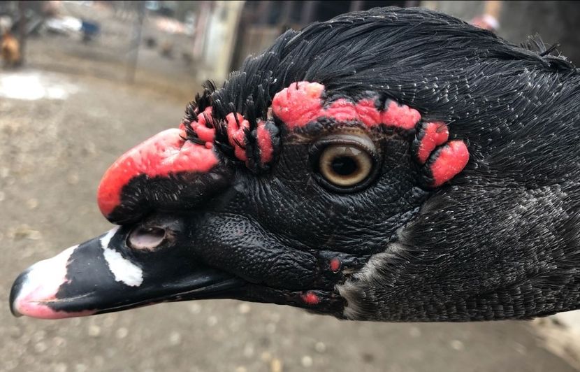  - 0001 rate lesesti matca 2018