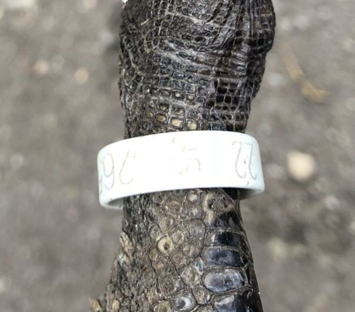  - 0001 rate lesesti matca 2018