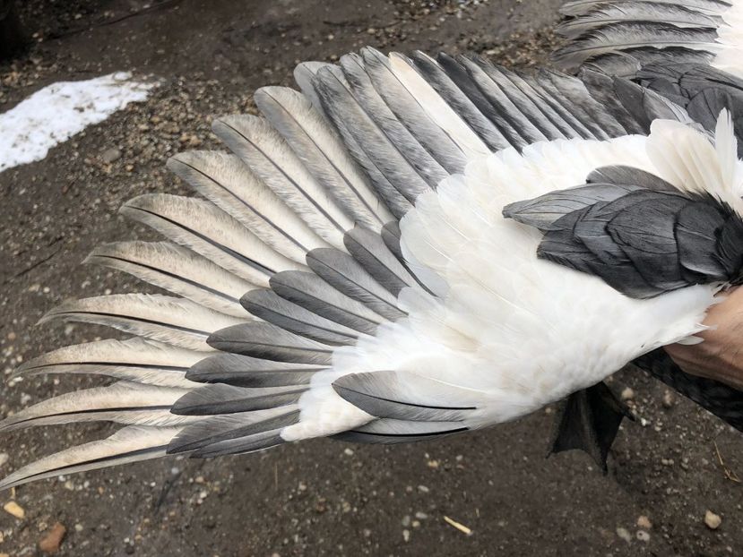  - 0001 rate lesesti matca 2018