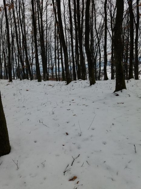  - La munte in ianuarie 2018