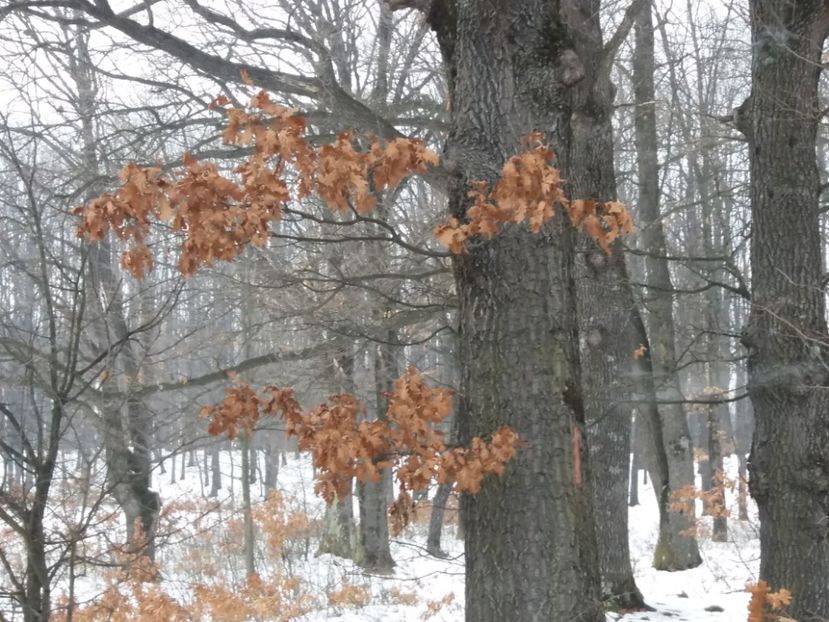  - La munte in ianuarie 2018
