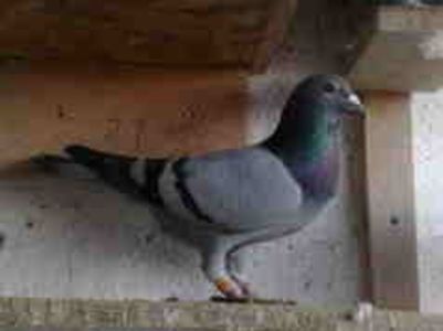 62-vandut - Vinzare 2021