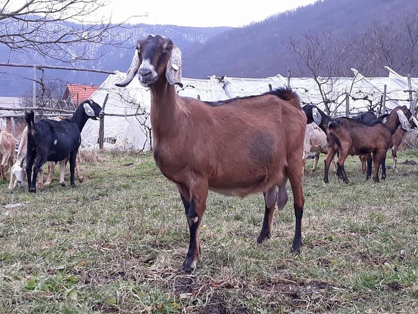 mia - Anglo nubienele mele 2017 - 2018