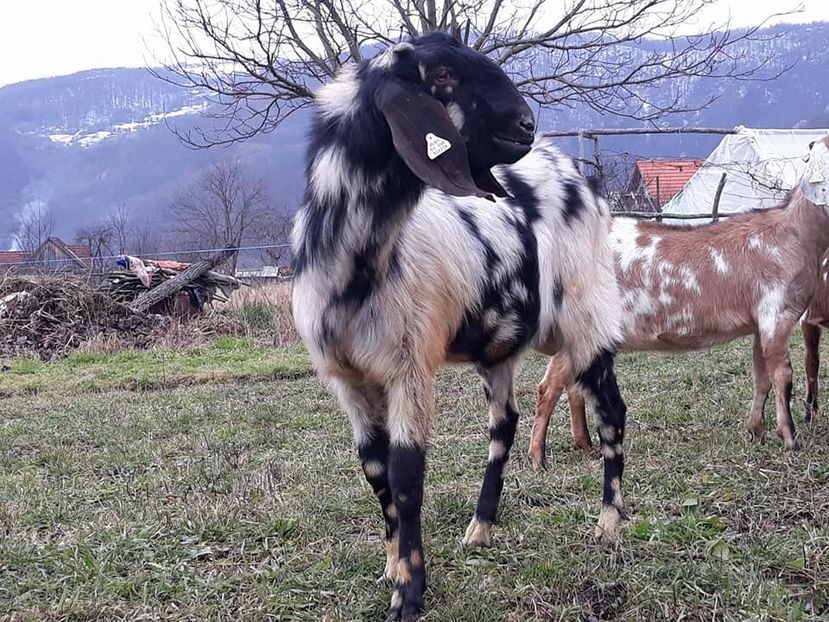 ellite max - Anglo nubienele mele 2017 - 2018