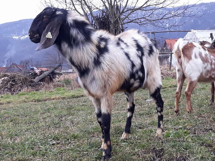 ellite max - Anglo nubienele mele 2017 - 2018