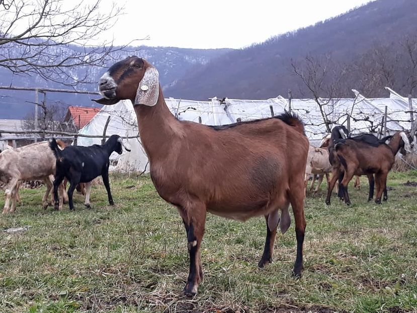 mia - Anglo nubienele mele 2017 - 2018