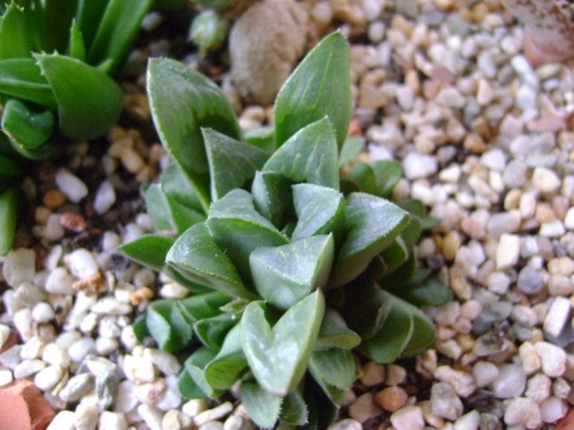 Haworthia retusa - Suculente 2018