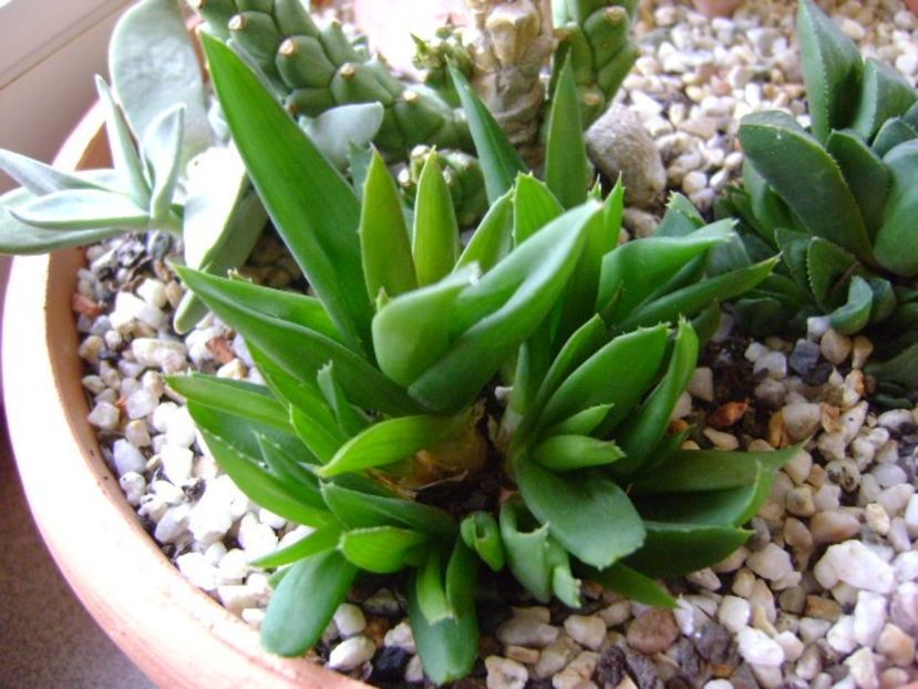 Aloe sp. - Suculente 2018