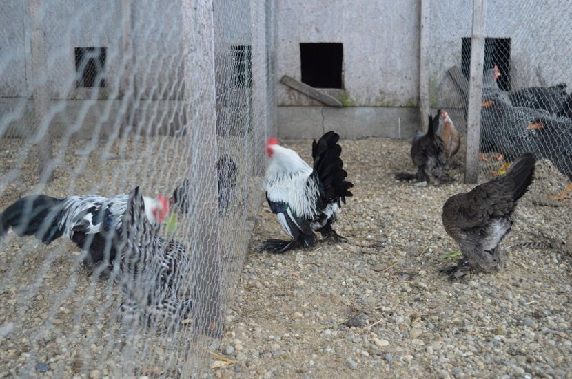 mii de flori argintiu - b Mii de flori argintiu