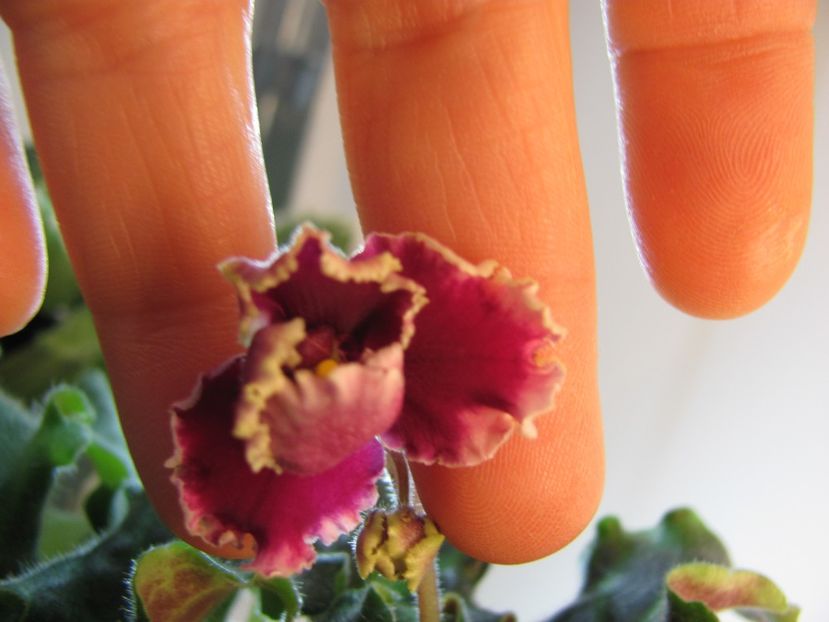  - LE Ognennye Motylki