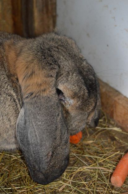 aguti - c femela nr 2 aguti