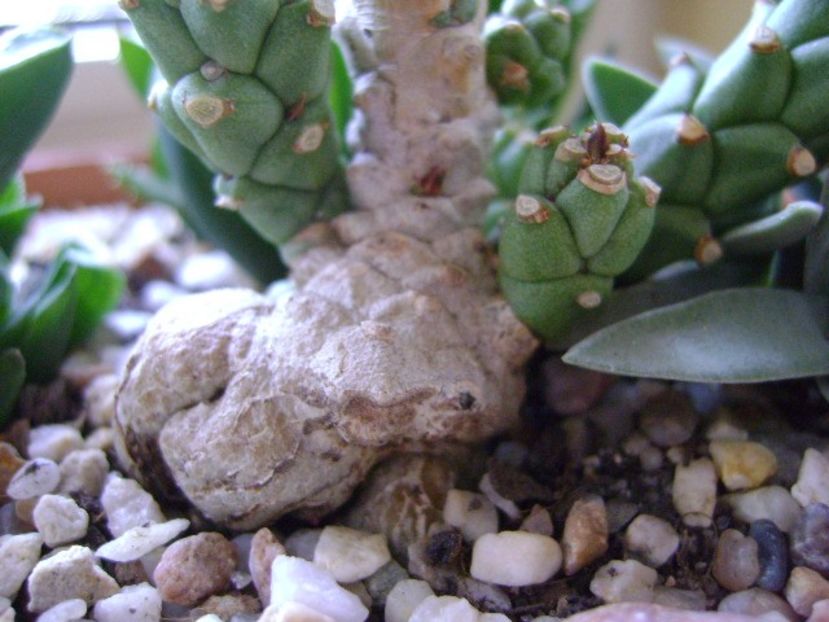 Monadenium guentheri - Caudiciforme si bulbi 2018