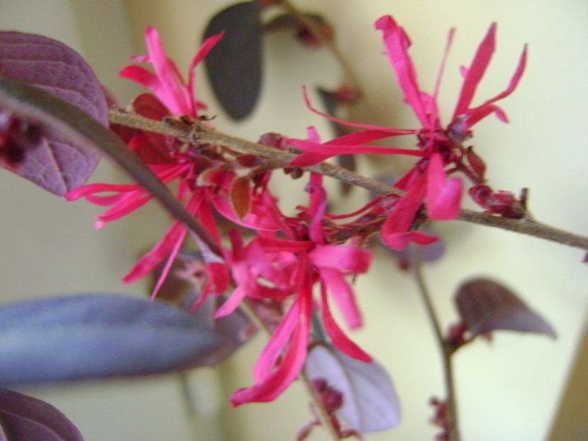 19 ian. 2018: Loropetalum chinensis - Flori in plina iarna