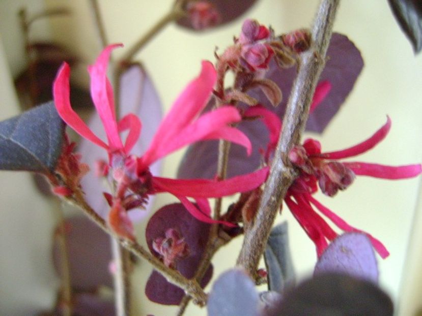 19 ian. 2018: Loropetalum chinensis - Flori in plina iarna