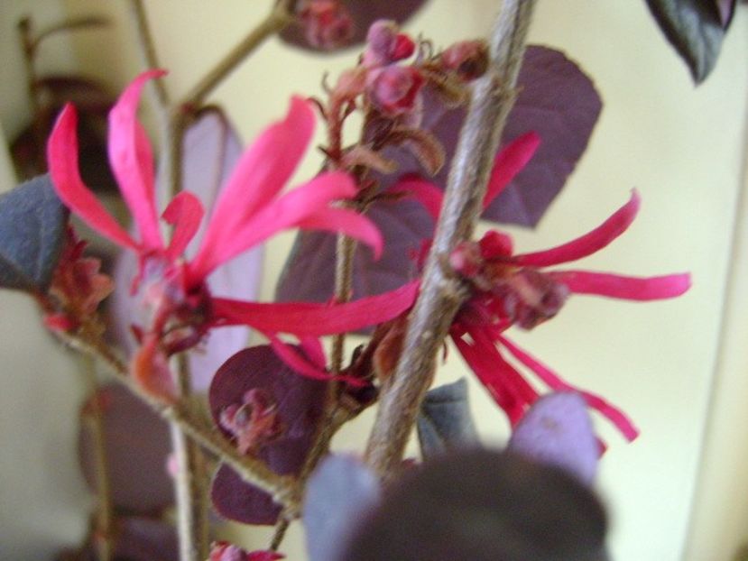 19 ian. 2018: Loropetalum chinensis - Flori in plina iarna