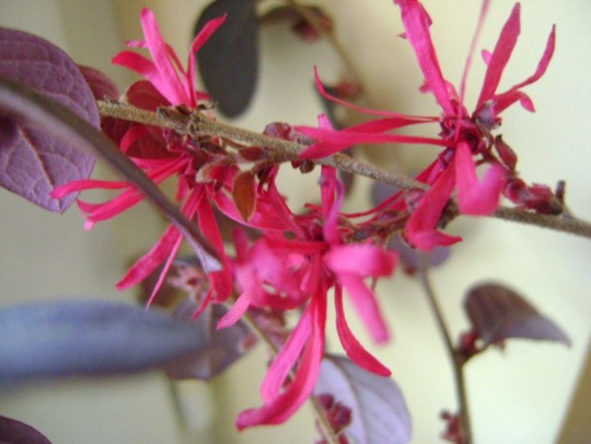 Loropetalum chinensis - Bonsai si prebonsai 2018-2020