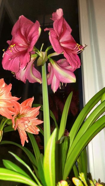  - Hippeastrum 2017 2018