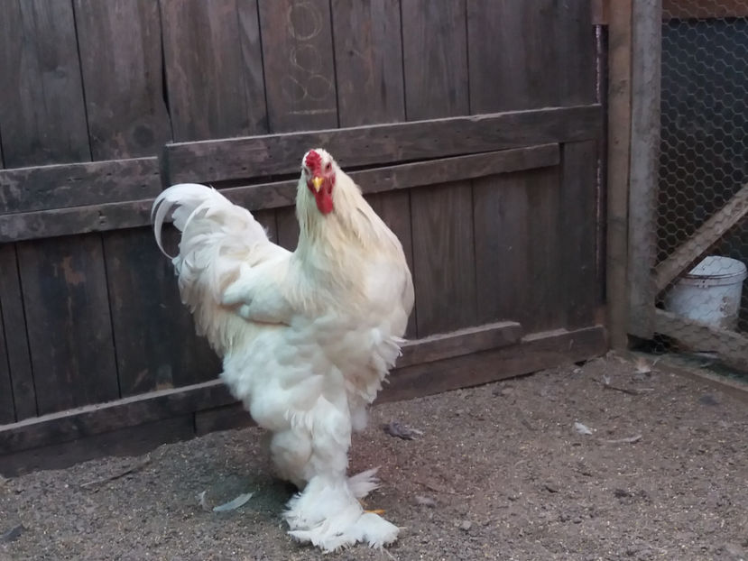 21.01.2018 033 - 04 brahma alb