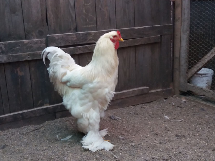 21.01.2018 034 - 04 brahma alb