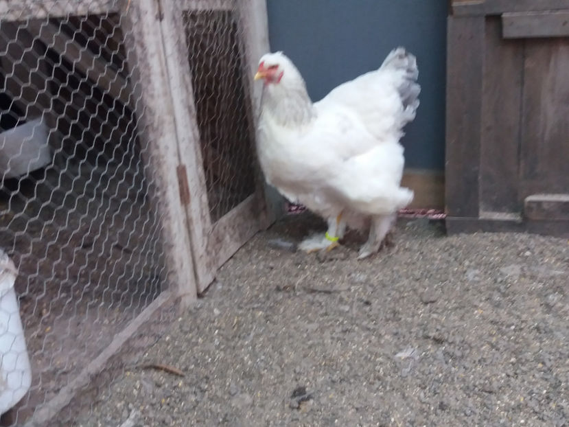 21.01.2018 113 - 05  brahma herminat albastru 2017