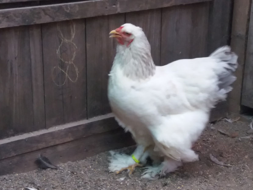 21.01.2018 114 - 05  brahma herminat albastru 2017