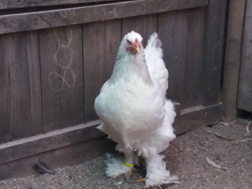 21.01.2018 115 - 05  brahma herminat albastru 2017