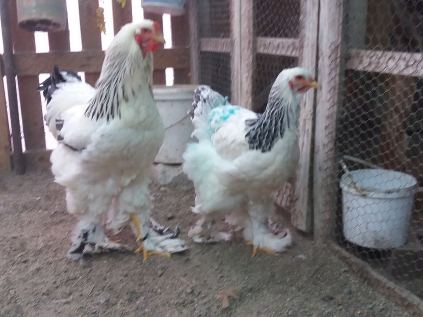 21.01.2018 108 - 06 brahma herminat deschis 2017