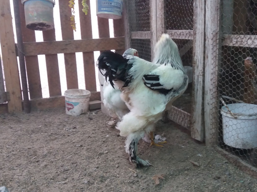 21.01.2018 110 - 06 brahma herminat deschis 2017